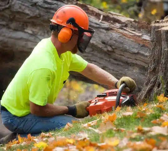 tree services Cornwall-on-Hudson